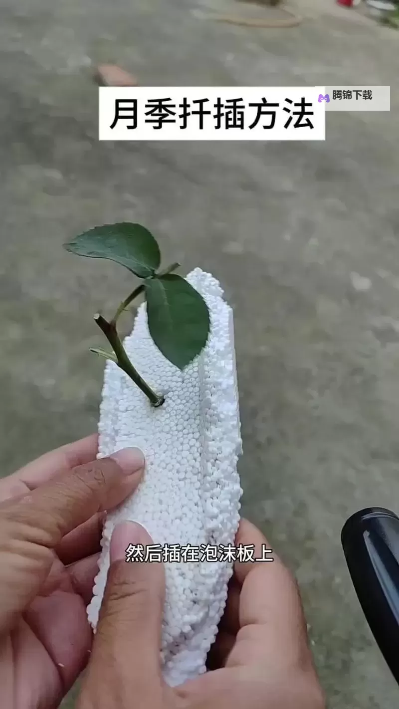 男女扦插实操指南：从选材到成株的完整技巧图1