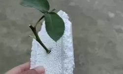 男女扦插实操指南：从选材到成株的完整技巧