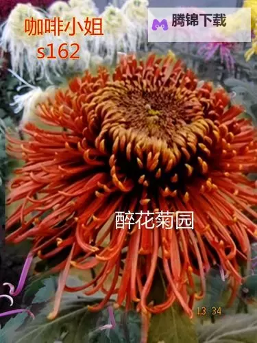 九月色色天：秋风拂过的街角记忆图1