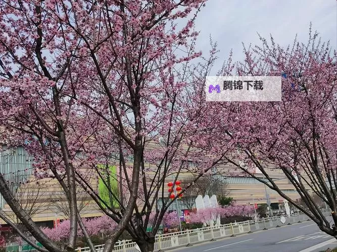 都市 校园 春色 亚洲：霓虹下的青春传说图1