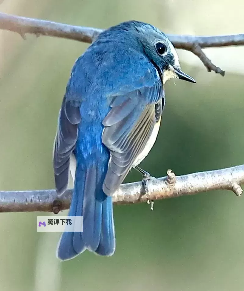 《泰坦陨落2》超强武器推荐 Devotion武器使用技巧指南图1