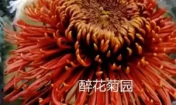 九月色色天：秋风拂过的街角记忆