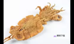 鱿鱼B2577直接进入的优势：打破边界的高效新范式