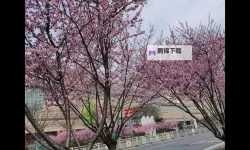 都市 校园 春色 亚洲：霓虹下的青春传说