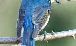 《泰坦陨落2》超强武器推荐 Devotion武器使用技巧指南