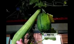 潮汐网络中的光影传说：91香蕉丝瓜的黎明