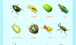 虫虫漫画：微观世界的温柔冒险